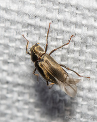 Helichus lithophilus