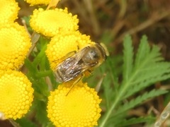 Colletes daviesanus
