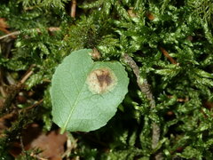 Exobasidium arescens