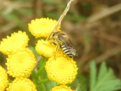 Colletes daviesanus