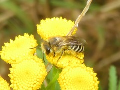 Colletes daviesanus