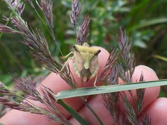 Carpocoris fuscispinus