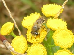Colletes daviesanus