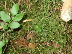 Exobasidium arescens