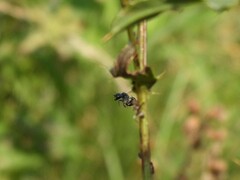Hymenoptera