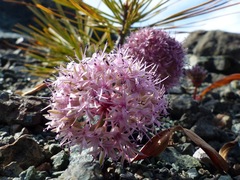 Allium hoffmanii