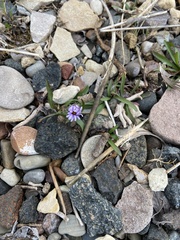 Symphyotrichum pygmaeum