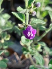 Scutellaria potosina