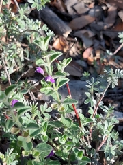 Scutellaria potosina