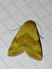 Heliothis adaucta