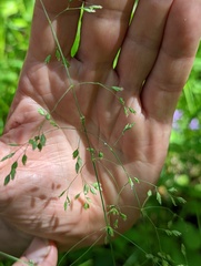Poa wolfii