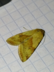 Heliothis adaucta