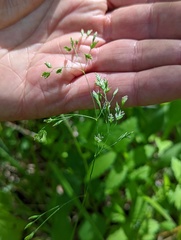 Poa wolfii