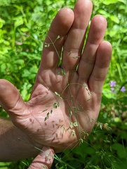 Poa wolfii
