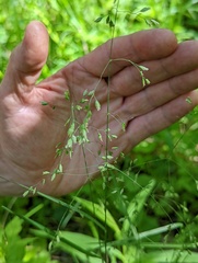 Poa wolfii