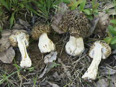 Morchella populiphila