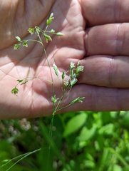 Poa wolfii