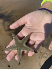 Astropecten jonstoni