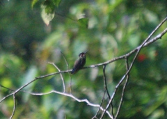 Lampornis amethystinus