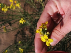 Erysimum capitatum angustatum