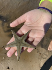 Astropecten jonstoni