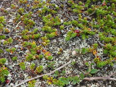 Empetrum eamesii