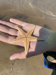 Astropecten jonstoni