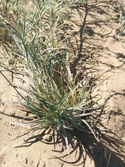 Erysimum capitatum angustatum