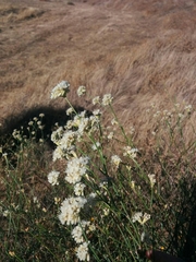 Eriogonum nudum auriculatum