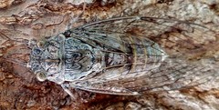 Cicada cretensis