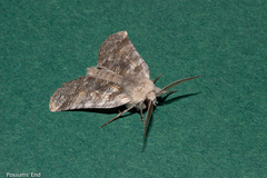 Declana griseata