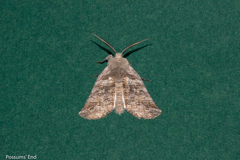 Declana griseata