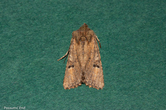 Meterana inchoata