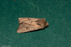 Meterana inchoata