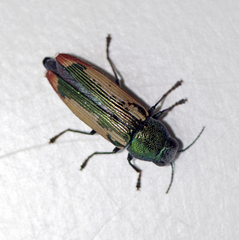 Buprestis viridisuturalis