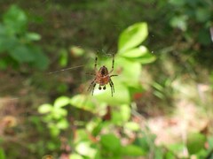 Araneus diadematus