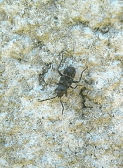 Beosus maritimus