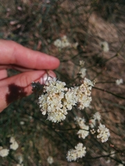 Eriogonum nudum auriculatum
