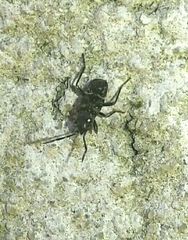 Beosus maritimus