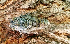 Cicada cretensis