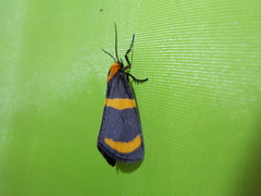 Eudesmia cypris