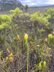 Lachnaea aurea