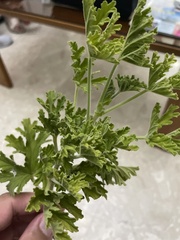 Pelargonium