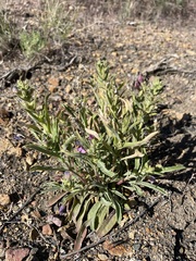 Penstemon janishiae