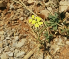 Erysimum repandum