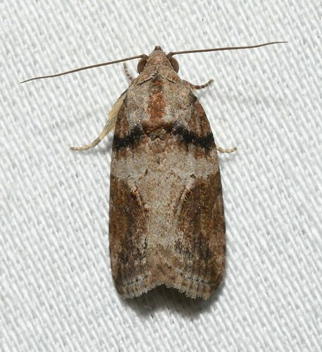 Black-olive Caterpillar Moth photo 5