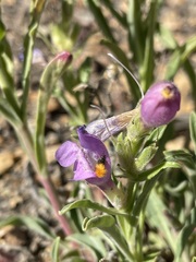 Penstemon janishiae