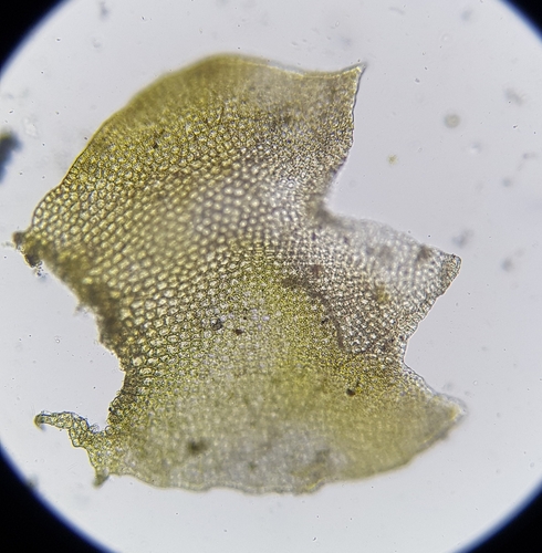 Image of Neoorthocaulis floerkei by (c) Helen Waterman, some rights reserved (CC BY)
