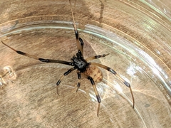 Latrodectus geometricus