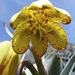 Fritillaria glauca - Photo 由 Amelia Ryan 所上傳的 (c) Amelia Ryan，保留部份權利CC BY-NC